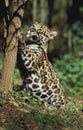 JAGUAR panthera onca, CUB CLAWING TREE BARK