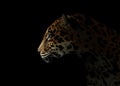 Jaguar ( Panthera onca ) in the dark Royalty Free Stock Photo