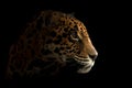 Jaguar ( Panthera onca ) in the dark Royalty Free Stock Photo