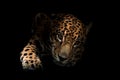 Jaguar ( Panthera onca )in the dark Royalty Free Stock Photo