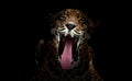 Jaguar ( Panthera onca ) in the dark Royalty Free Stock Photo