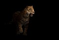 Jaguar ( panthera onca ) in the dark