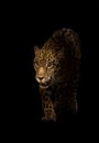 Jaguar ( panthera onca ) in the dark