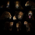 Jaguar ( panthera onca ) in the dark Royalty Free Stock Photo