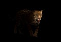 Jaguar ( panthera onca ) in the dark Royalty Free Stock Photo