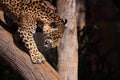 Jaguar profile portrait walking