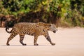 Jaguar, Panthera Onca, Female, Cuiaba River, Porto Jofre, Pantanal Matogrossense, Mato Grosso do Sul, Brazil