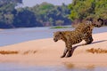 Jaguar, Panthera Onca, Female, Cuiaba River, Porto Jofre, Pantanal Matogrossense, Mato Grosso do Sul, Brazil Royalty Free Stock Photo