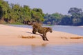 Jaguar, Panthera Onca, Female, Cuiaba River, Porto Jofre, Pantanal Matogrossense, Mato Grosso do Sul, Brazil