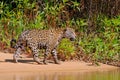 Jaguar, Panthera Onca, Female, Cuiaba River, Porto Jofre, Pantanal Matogrossense, Mato Grosso do Sul, Brazil Royalty Free Stock Photo