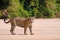 Jaguar, Panthera Onca, Female, Cuiaba River, Porto Jofre, Pantanal Matogrossense, Mato Grosso do Sul, Brazil