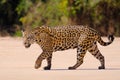 Jaguar, Panthera Onca, Female, Cuiaba River, Porto Jofre, Pantanal Matogrossense, Mato Grosso do Sul, Brazil