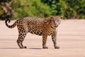 Jaguar, Panthera Onca, Female, Cuiaba River, Porto Jofre, Pantanal Matogrossense, Mato Grosso do Sul, Brazil Royalty Free Stock Photo
