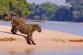 Jaguar, Panthera Onca, Female, Cuiaba River, Porto Jofre, Pantanal Matogrossense, Mato Grosso do Sul, Brazil