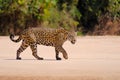 Jaguar, Panthera Onca, Female, Cuiaba River, Porto Jofre, Pantanal Matogrossense, Mato Grosso do Sul, Brazil Royalty Free Stock Photo