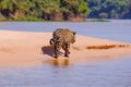 Jaguar, Panthera Onca, Female, Cuiaba River, Porto Jofre, Pantanal Matogrossense, Mato Grosso do Sul, Brazil Royalty Free Stock Photo