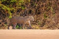 Jaguar, Panthera Onca, Female, Cuiaba River, Porto Jofre, Pantanal Matogrossense, Mato Grosso do Sul, Brazil Royalty Free Stock Photo