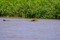 Jaguar, Panthera Onca, Female, swims across Cuiaba River, Porto Jofre, Pantanal Matogrossense, Pantanal, Brazil Royalty Free Stock Photo