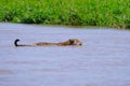 Jaguar, Panthera Onca, Female, swims across Cuiaba River, Porto Jofre, Pantanal Matogrossense, Pantanal, Brazil Royalty Free Stock Photo