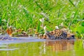 Jaguar, Panthera Onca, Female, swims across Cuiaba River, Porto Jofre, Pantanal Matogrossense, Pantanal, Brazil