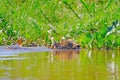 Jaguar, Panthera Onca, Female, swims across Cuiaba River, Porto Jofre, Pantanal Matogrossense, Pantanal, Brazil Royalty Free Stock Photo