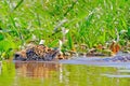 Jaguar, Panthera Onca, Female, swims across Cuiaba River, Porto Jofre, Pantanal Matogrossense, Pantanal, Brazil Royalty Free Stock Photo