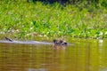 Jaguar, Panthera Onca, Female, swims across Cuiaba River, Porto Jofre, Pantanal Matogrossense, Pantanal, Brazil Royalty Free Stock Photo