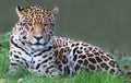 Jaguar (Panthera onca) Royalty Free Stock Photo