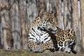 Jaguar, Panthera onca is a huge South American beast Royalty Free Stock Photo