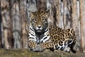 Jaguar, Panthera onca is a huge South American beast Royalty Free Stock Photo