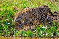 Jaguar, Panthera Onca, on the hunt, Cuiaba River, Porto Jofre, Pantanal Matogrossense, Mato Grosso do Sul, Brazil