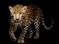 Jaguar panthera onca isolated Royalty Free Stock Photo