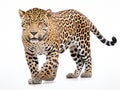 Jaguar Panthera onca isolated Royalty Free Stock Photo