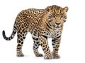 Jaguar panthera onca isolated