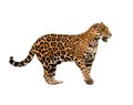 Jaguar ( panthera onca ) isolated Royalty Free Stock Photo