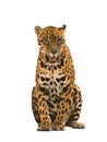 Jaguar ( panthera onca ) isolated Royalty Free Stock Photo