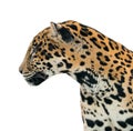 Jaguar ( Panthera onca ) isolated Royalty Free Stock Photo