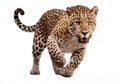 jaguar panthera onca isolated on white .Generative Ai Royalty Free Stock Photo