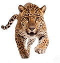 jaguar panthera onca isolated on white .Generative Ai