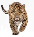 jaguar panthera onca isolated on white .Generative Ai