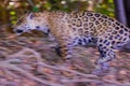 Jaguar, Panthera Onca, jumping on the hunt, Cuiaba River, Porto Jofre, Pantanal Matogrossense, Mato Grosso, Brazil