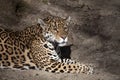 Young beautiful jaguars in the zoo Royalty Free Stock Photo