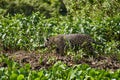 Jaguar, Panthera onca, is a large felid species in South America