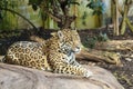 Jaguar, Panthera Onca