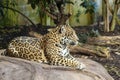 Jaguar, Panthera Onca