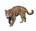 Jaguar Panthera onca Royalty Free Stock Photo