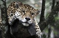 Jaguar Panthera onca resting on tree in jungle Royalty Free Stock Photo