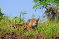 Jaguar, Panthera Onca, on a riverbank, Cuiaba River, Porto Jofre, Pantanal Matogrossense, Mato Grosso, Brazil