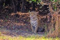 Jaguar, Panthera Onca, on a riverbank, Cuiaba River, Porto Jofre, Pantanal Matogrossense, Mato Grosso, Brazil