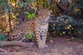 Jaguar, Panthera Onca, on a riverbank, Cuiaba River, Porto Jofre, Pantanal Matogrossense, Mato Grosso, Brazil